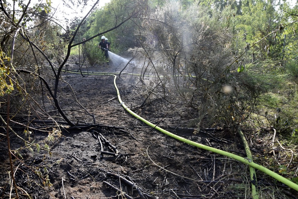 Waldbrand Koeln Hoehenhaus Hoehenfelder Mauspfad P081.JPG - Miklos Laubert